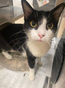 Hilbert A220626 -  Tuxedo Cat for Adoption in Plano, Texas - Hilbert A220626 | PetCurious