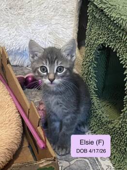 Elsie -  Domestic Short Hair and Tabby Cat for Adoption in Vacaville, California - Elsie | PetCurious