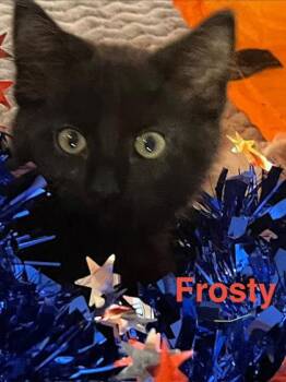 Frosty -  Domestic Short Hair Cat for Adoption in Kansas City, Missouri - Frosty | PetCurious