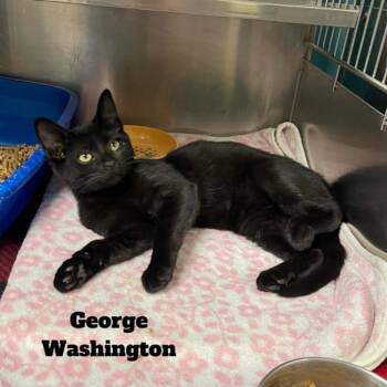 George Washington -  Domestic Short Hair Cat for Adoption in Oak Ridge, Tennessee - George Washington | PetCurious