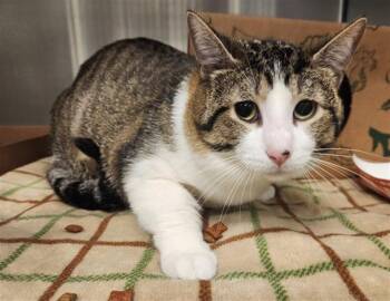 REGGIE -  Domestic Short Hair Cat for Adoption in St. Louis, Missouri - REGGIE | PetCurious
