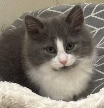 Juicy Love Dion -  Domestic Medium Hair Cat for Adoption in Lemoyne, Pennsylvania - Juicy Love Dion | PetCurious
