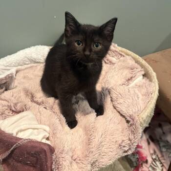 Star Lord Peter Quill -  Domestic Short Hair Cat for Adoption in Chaska, Minnesota - Star Lord Peter Quill | PetCurious