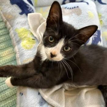 Diana -  Domestic Short Hair Cat for Adoption in Duluth, Georgia - Diana | PetCurious