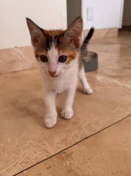 Gracie -  Domestic Short Hair Cat for Adoption in West Palm Beach, Florida - Gracie | PetCurious