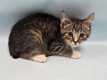 Meatballs -  Domestic Short Hair Cat for Adoption in Minneapolis, Minnesota - Meatballs | PetCurious