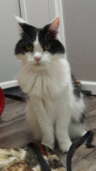 Rescue Domestic Short Hair Cats for Adoption in Boone, Iowa - Bandit Bonded To Oliver | PetCurious