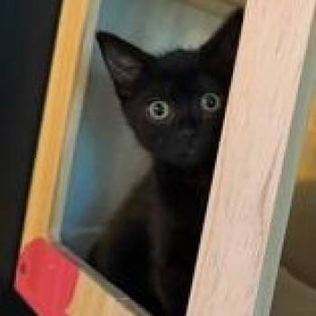 Daphne -  Domestic Short Hair Cat for Adoption in Pickering, Ontario - Daphne | PetCurious