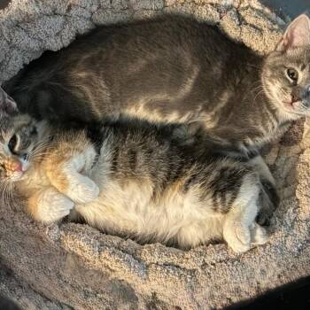 Swiss (bonded w/ Turkey) -  Domestic Short Hair Cat for Adoption in Reisterstown, Maryland - Swiss (bonded W/ Turkey) | PetCurious