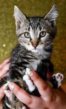 Felicia -  Domestic Short Hair Cat for Adoption in Yakima, Washington - Felicia | PetCurious