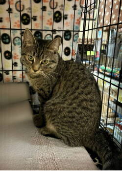 Rescue Domestic Short Hair Cats for Adoption in Blasdell, New York - Lainey | PetCurious