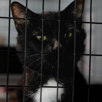 Jumba -  Domestic Short Hair Cat for Adoption in Redwood Valley, California - Jumba | PetCurious