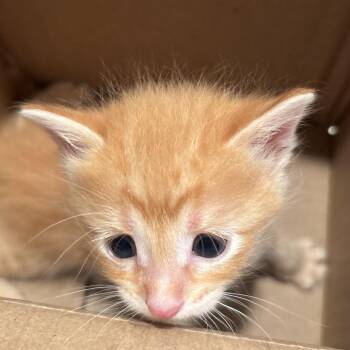 Sunny -  Domestic Short Hair Cat for Adoption in Overland Park, Kansas - Sunny | PetCurious