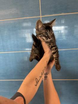Samurai -  Domestic Medium Hair and Domestic Short Hair Cat for Adoption in North Richland Hills, Texas - Samurai | PetCurious