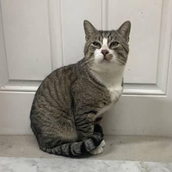 Rescue Domestic Short Hair Cats for Adoption - Tofu | PetCurious