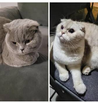 June & Lily -  Scottish Fold Cat for Adoption in Syosset, New York - June & Lily | PetCurious