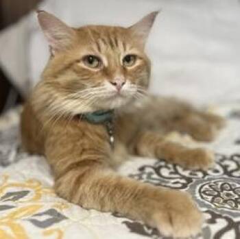Domestic Long Hair Cats Available for Adoption in Liverpool, Texas - King Louis | PetCurious