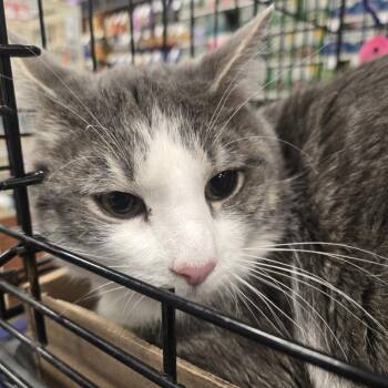Domestic Short Hair Cats Available for Adoption - Virgil | PetCurious
