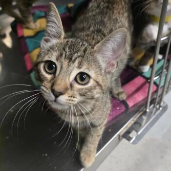 Canvas -  Domestic Short Hair Cat for Adoption in Spokane, Washington - Canvas | PetCurious