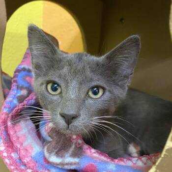 Tenderheart Bear -  Domestic Short Hair Cat for Adoption in Fresno, California - Tenderheart Bear | PetCurious