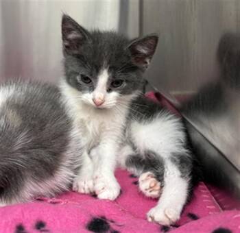 ROSEMARY -  Domestic Short Hair Cat for Adoption in Indianapolis, Indiana - ROSEMARY | PetCurious