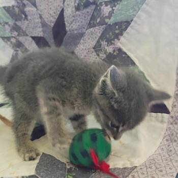 pinkie pie -  Domestic Short Hair Cat for Adoption in Stilwell, Oklahoma - Pinkie Pie | PetCurious