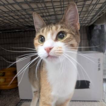 Rescue Domestic Short Hair Cats for Adoption in Santa Rosa, California - Marzipan | PetCurious