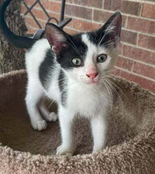 Harvey Wallbanger -  Domestic Short Hair Cat for Adoption in Magnolia, Texas - Harvey Wallbanger | PetCurious