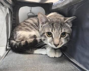Faolán -  Domestic Short Hair Cat for Adoption in New York, New York - Faolán | PetCurious