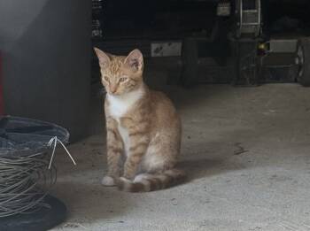 Rescue Domestic Short Hair Cats for Adoption in Raleigh, North Carolina - LEMONADE | PetCurious