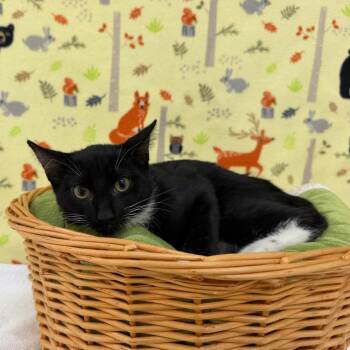 Bob -  Domestic Short Hair Cat for Adoption in Riverwoods, Illinois - Bob | PetCurious