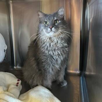 Jordan -  Domestic Long Hair Cat for Adoption in Knoxville, Tennessee - Jordan | PetCurious