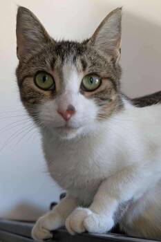Rescue Domestic Short Hair Cats for Adoption in Smiths Falls, Ontario - Tart | PetCurious