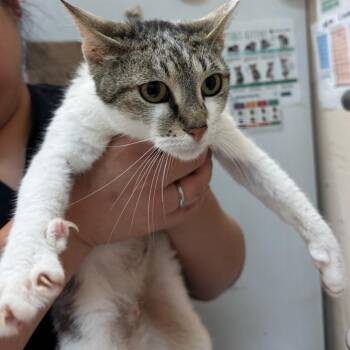 Cannoli -  Domestic Short Hair Cat for Adoption in Birmingham, Alabama - Cannoli | PetCurious