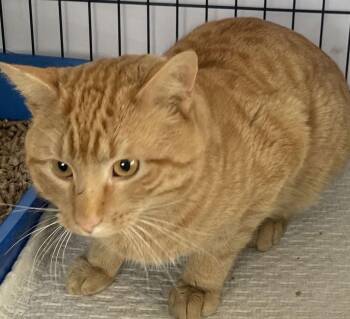Domestic Short Hair Cats Available for Adoption - Cabott | PetCurious