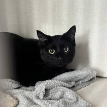Domestic Short Hair Cats Available for Adoption - Koda | PetCurious