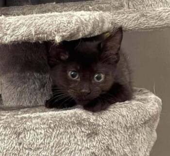 Hot Pavement (Bear) -  Domestic Short Hair Cat for Adoption in Chicago, Illinois - Hot Pavement (Bear) | PetCurious