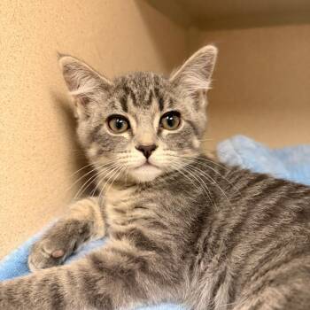 Louise -  Domestic Short Hair Cat Available for Adoption in Pagosa Springs, Colorado - Louise | PetCurious