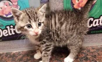 Rescue Domestic Short Hair Cats for Adoption in West Orange, New Jersey - TABBY KITTEN (cc#7177) | PetCurious