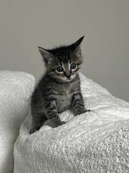 Domestic Short Hair Cats Available for Adoption - Earl | PetCurious