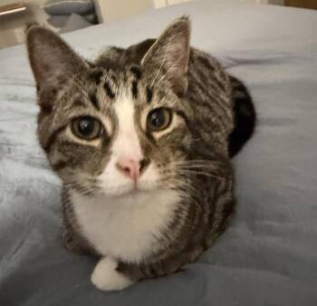 Gabe -  Domestic Short Hair Cat for Adoption in Cincinnati, Ohio - Gabe | PetCurious