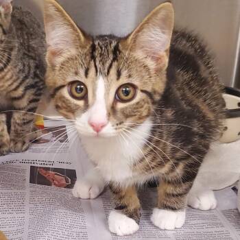 Christian -  Domestic Short Hair Cat for Adoption - Christian | PetCurious