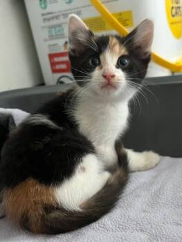 Astra -  Calico Cat for Adoption in Mcpherson, Kansas - Astra | PetCurious