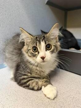 ALEXANDRA -  Domestic Medium Hair Cat for Adoption in Aliquippa, Pennsylvania - ALEXANDRA | PetCurious