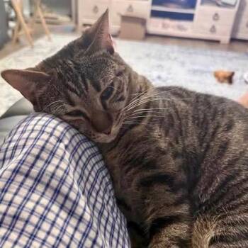 Basboosa -  Domestic Short Hair Cat for Adoption in Gastonia, North Carolina - Basboosa | PetCurious