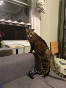 Rescue Domestic Short Hair Cats for Adoption in Montreal, Quebec - Red | PetCurious