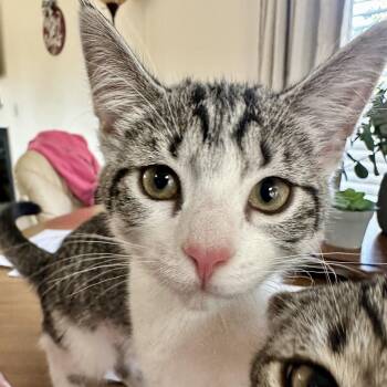 Rescue Domestic Short Hair Cats for Adoption in Richmond, Virginia - La Vie Est Belle | PetCurious