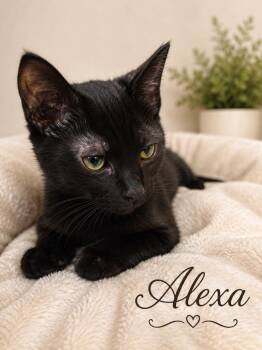 Alexa -  Domestic Short Hair Cat for Adoption in Dalton, Georgia - Alexa | PetCurious