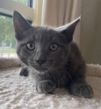 Diego -  Domestic Short Hair Cat for Adoption in Kansas City, Missouri - Diego | PetCurious