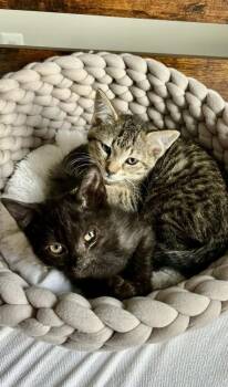 Jeramine JJ -  Domestic Short Hair Cat for Adoption in Harpers Ferry, West Virginia - Jeramine JJ | PetCurious